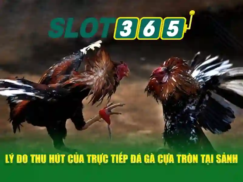 Trò chơi và nhà cái\n