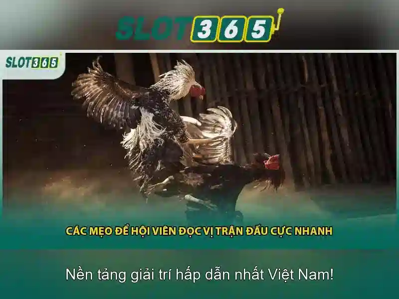Kết luận và lời khuyên